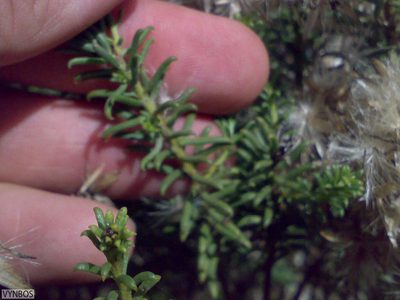 Pteronia uncinata, photographed by Chris Vynbos