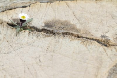 Erigeron humilis, photographed by J Straka