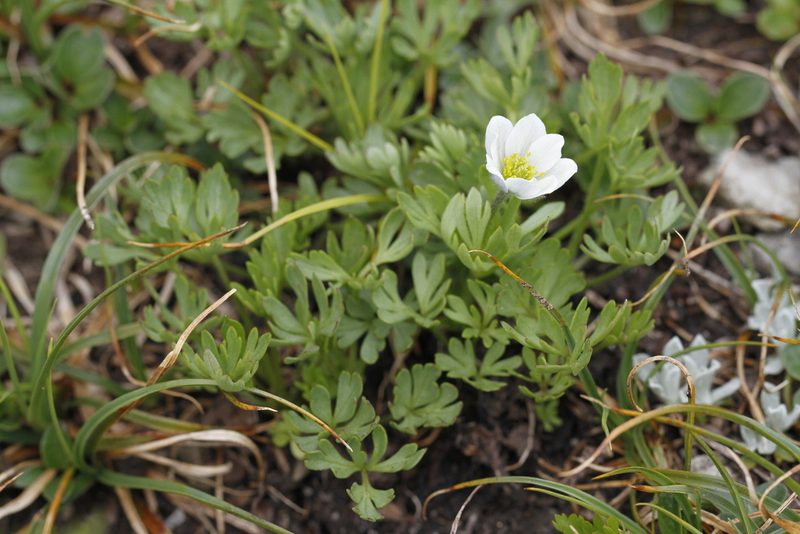 Anemone lithophila, photographed by J Straka