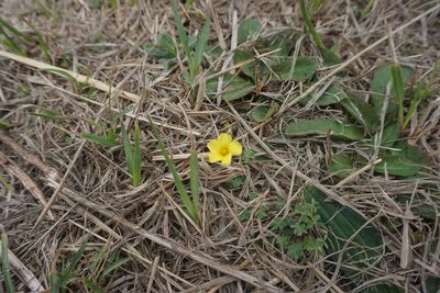 Oxalis conorrhiza, photographed by florsoteras