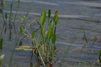 Sagittaria rigida, photographed by Mary Krieger