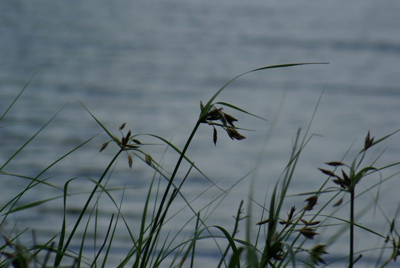 Bolboschoenus fluviatilis, photographed by Mary Krieger