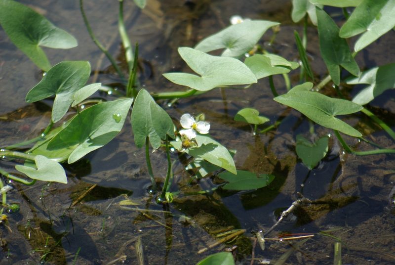 Sagittaria cuneata, photographed by Mary Krieger