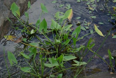 Sagittaria cuneata, photographed by Mary Krieger