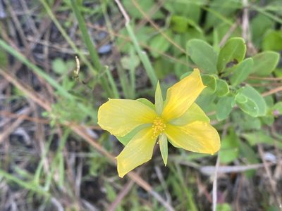 Hypericum crux-andreae, photographed by Judy Gallagher