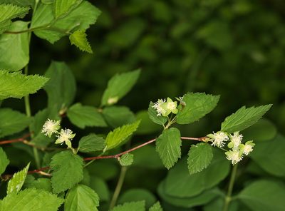 Neviusia cliftonii, photographed by Steve Matson