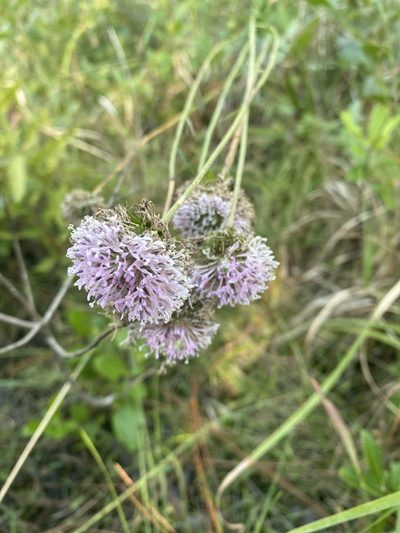 Marshallia graminifolia, photographed by Judy Gallagher