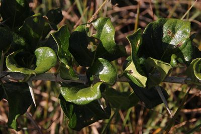Catunaregam spinosa, photographed by Tony Rebelo