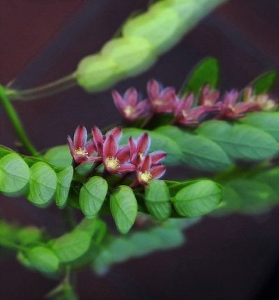 Phyllanthus niruri, photographed by Hugo Hulsberg