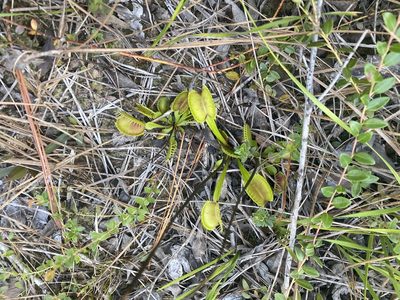 Dionaea muscipula, photographed by Judy Gallagher
