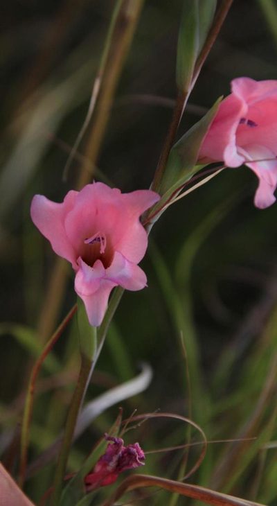 Gladiolus ochroleucus, photographed by Tony Rebelo