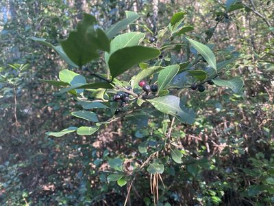 Ilex coriacea, photographed by Judy Gallagher