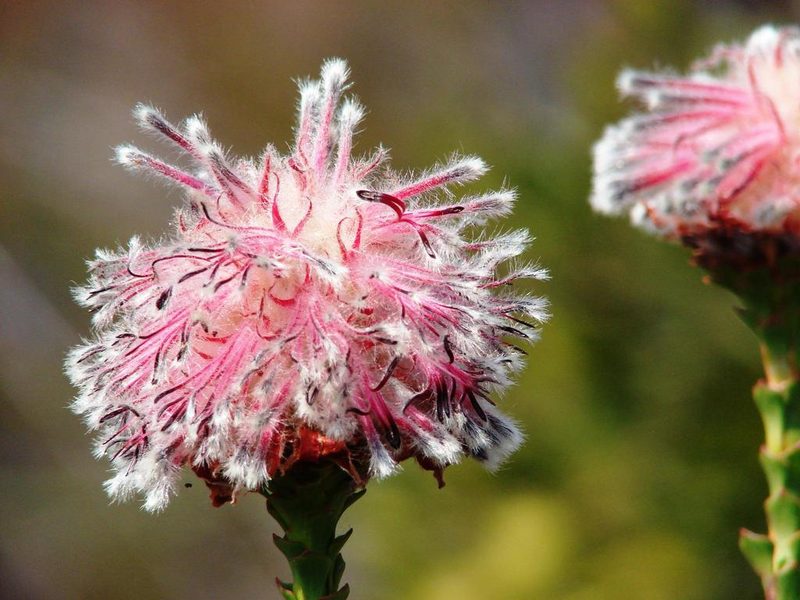 Paranomus longicaulis, photographed by Shaun Swanepoel