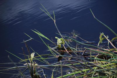 Schoenoplectiella brachyceras, photographed by Tony Rebelo