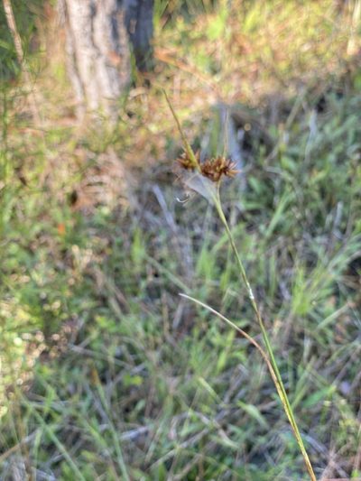 Rhynchospora fascicularis, photographed by Judy Gallagher