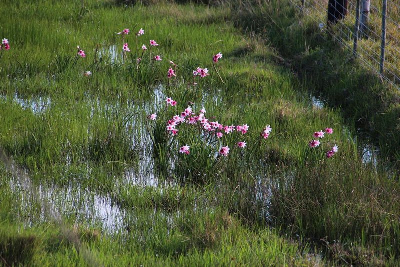 Crinum campanulatum, photographed by Tony Rebelo