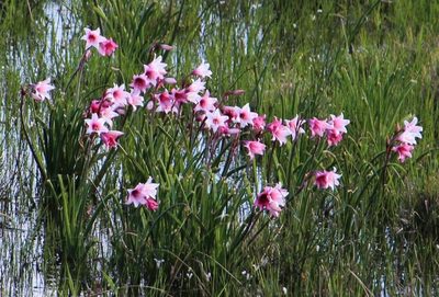 Crinum campanulatum, photographed by Tony Rebelo