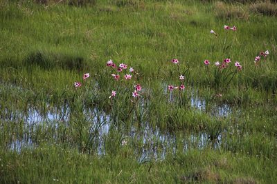 Crinum campanulatum, photographed by Tony Rebelo