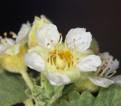 Physocarpus alternans, photographed by Steve Matson