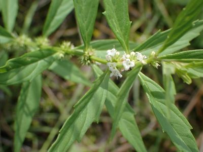 Lycopus uniflorus, photographed by Mary Krieger