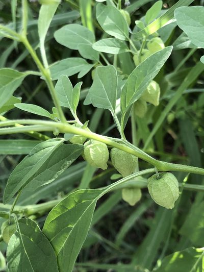 Physalis solanacea, photographed by Rosario Douglas