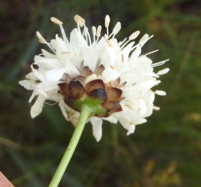 Cephalaria humilis, photographed by Nicola van Berkel