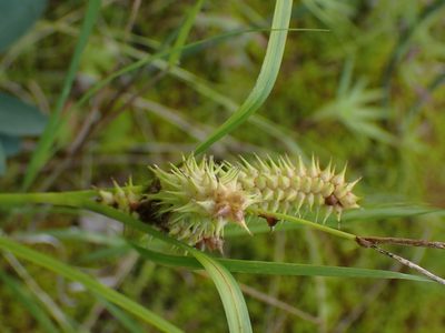 Carex retrorsa, photographed by Mary Krieger