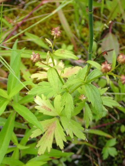 Ranunculus macounii, photographed by Mary Krieger