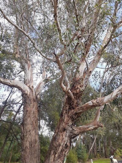 Eucalyptus ovata, photographed by John Cull