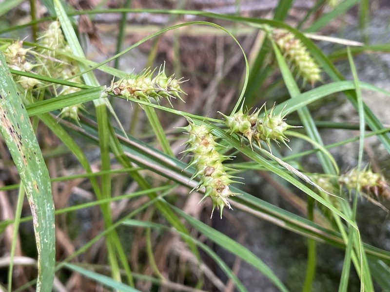 Carex baileyi, photographed by Tom Scavo