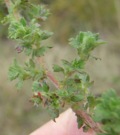 Cliffortia filicaulis, photographed by Nicola van Berkel