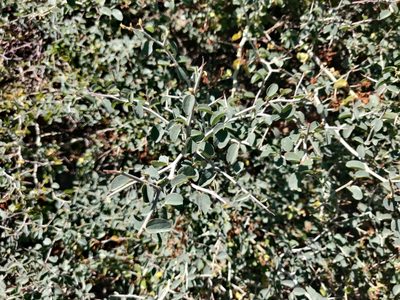 Ceanothus cordulatus, photographed by Alexander Wentworth
