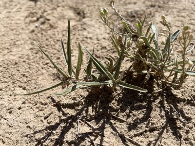 Mirabilis linearis, photographed by Bobby McCabe