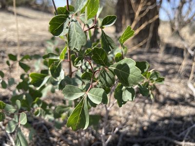 Rhus trilobata, photographed by Bobby McCabe