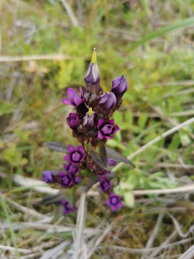 Gentianella auriculata, photographed by Валерия Ковалева