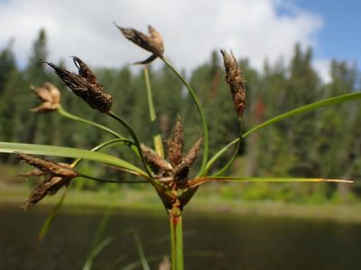 Bolboschoenus fluviatilis, photographed by Mary Krieger
