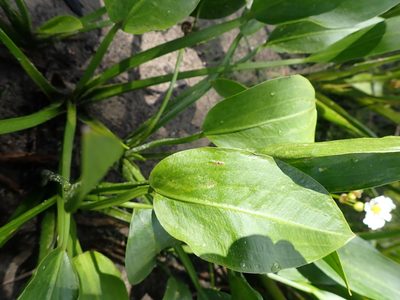 Sagittaria rigida, photographed by Mary Krieger