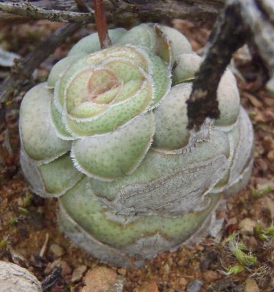 Crassula hemisphaerica, photographed by Nicola van Berkel