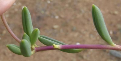 Senecio abbreviatus, photographed by Nicola van Berkel
