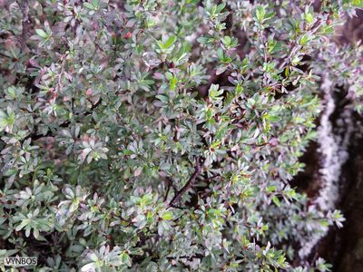 Cliffortia complanata, photographed by Chris Vynbos