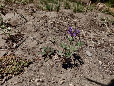Lupinus lepidus, photographed by Alexander Wentworth