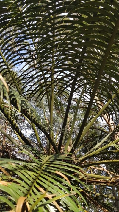 Lepidozamia peroffskyana, photographed by Sandra Pearce