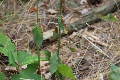 Hieracium scabrum, photographed by Henry "Nick" Robertson