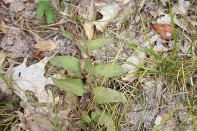 Calystegia spithamaea, photographed by Henry "Nick" Robertson
