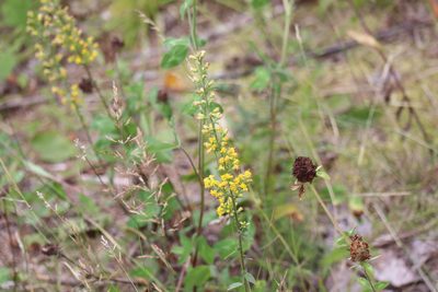 Solidago hispida, photographed by Henry "Nick" Robertson