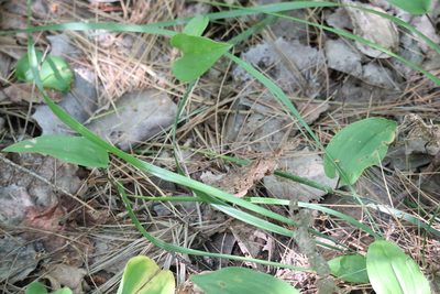 Oryzopsis asperifolia, photographed by Henry "Nick" Robertson