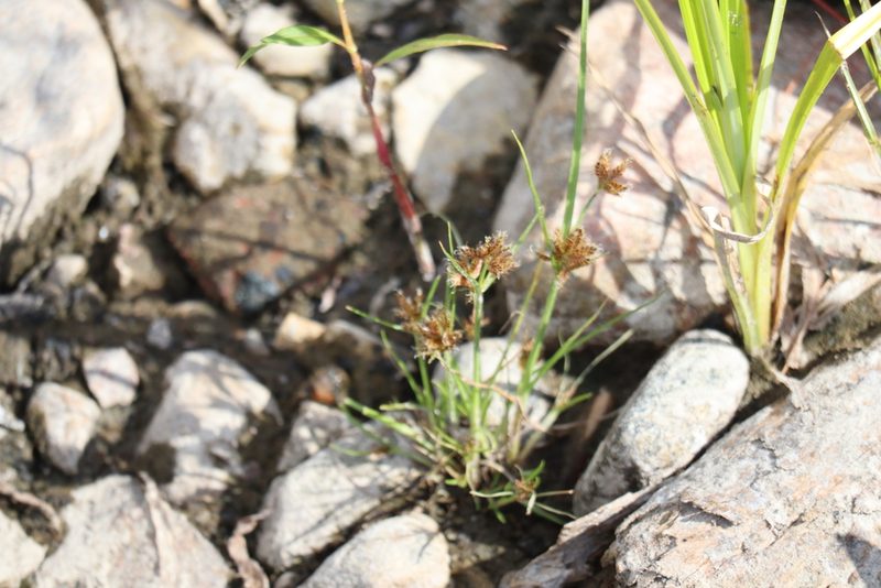 Cyperus diandrus, photographed by Henry "Nick" Robertson