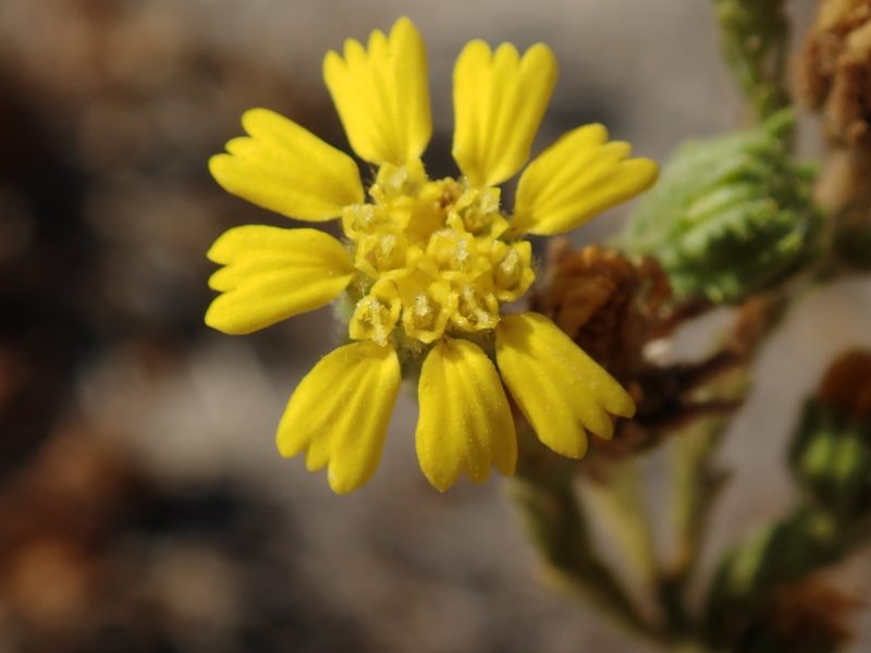Deinandra bacigalupii, photographed by Scott Yarger