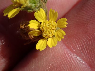 Deinandra bacigalupii, photographed by Scott Yarger