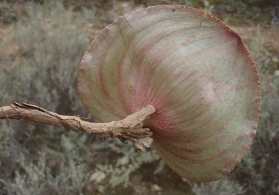 Eriospermum cordiforme, photographed by Nicola van Berkel